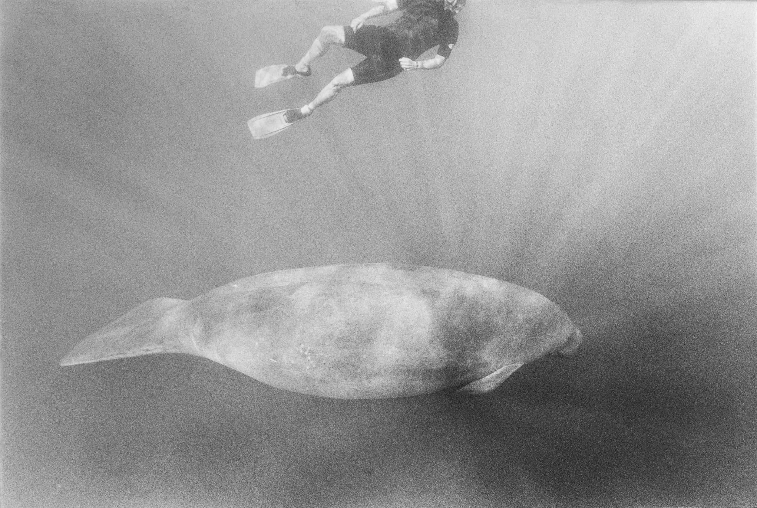 Barbara Alper- Photo of Manatee and person swimming in Crystal River Florida