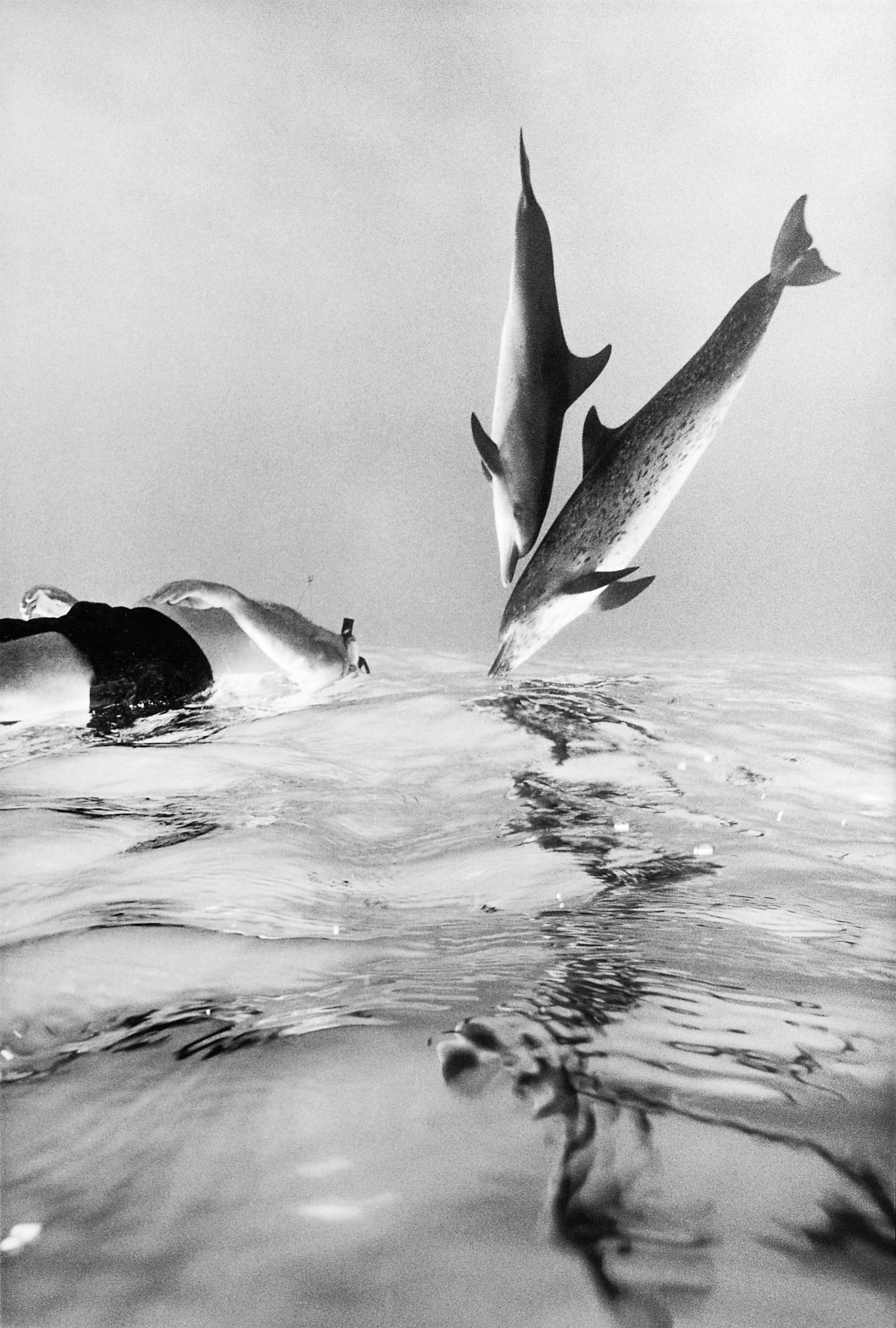Barbara Alper- Photo of Dolphins and snorkeler in the Bahamas