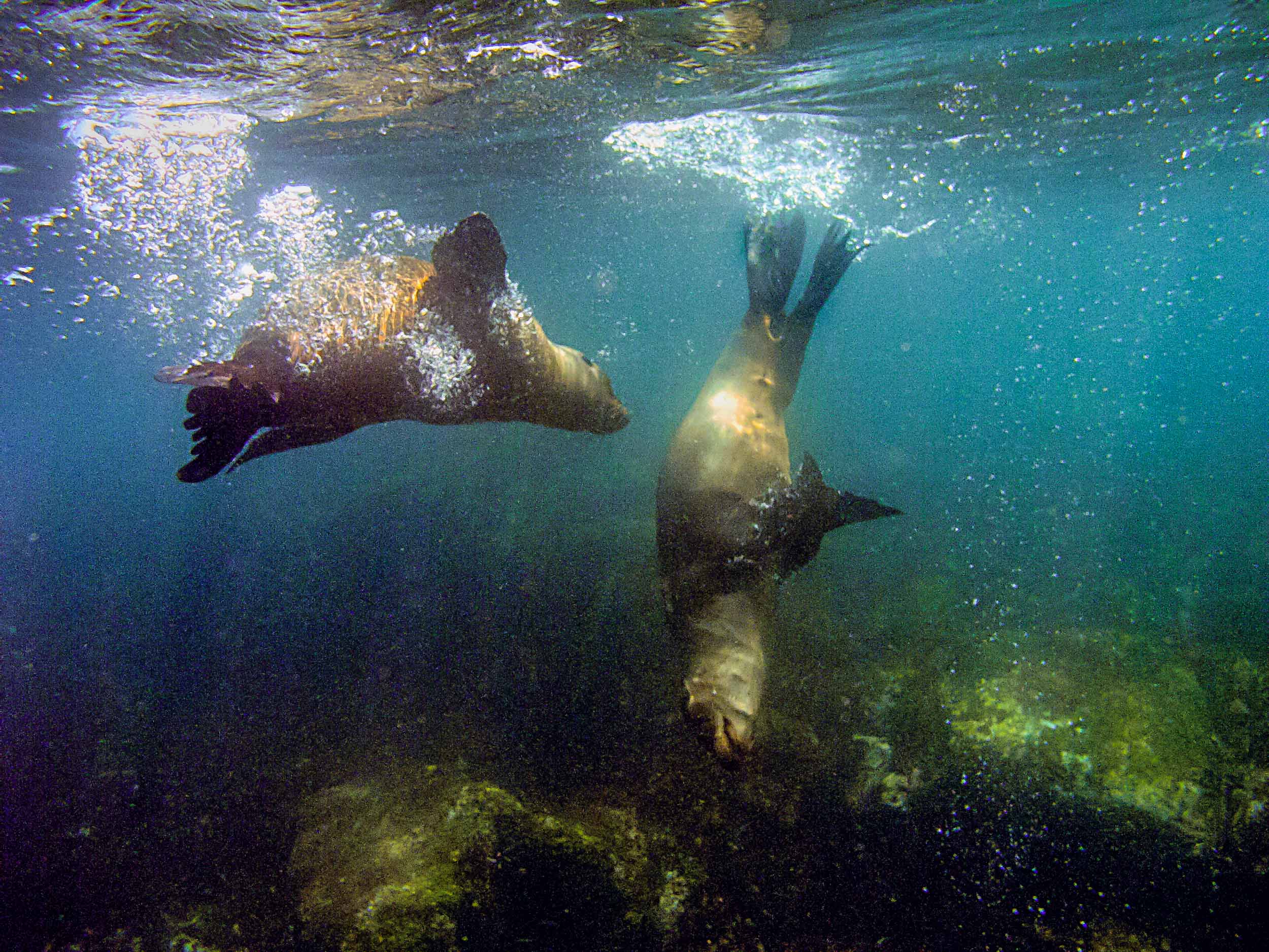 Barbara Alper- Photo of sea lions swimming near James Island in the Galapagos 