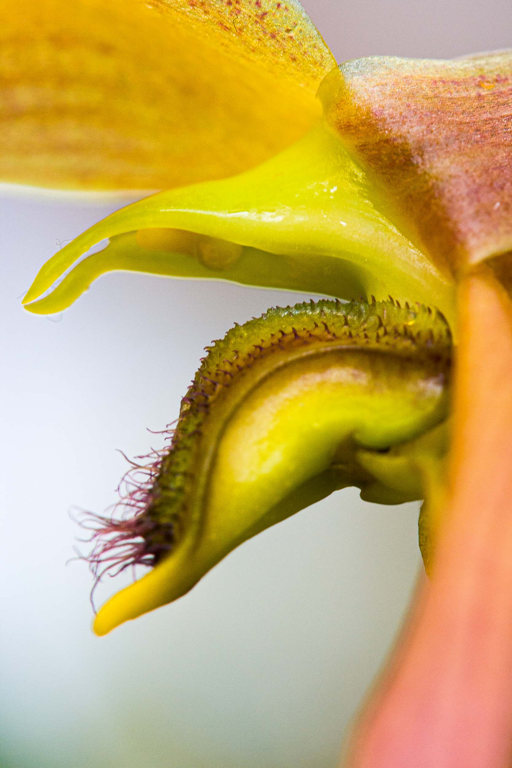 Barbara Alper- Macro Photo of Bulbophyllum Suluwesii "Pololei" Orchid Maui, Hawaii 