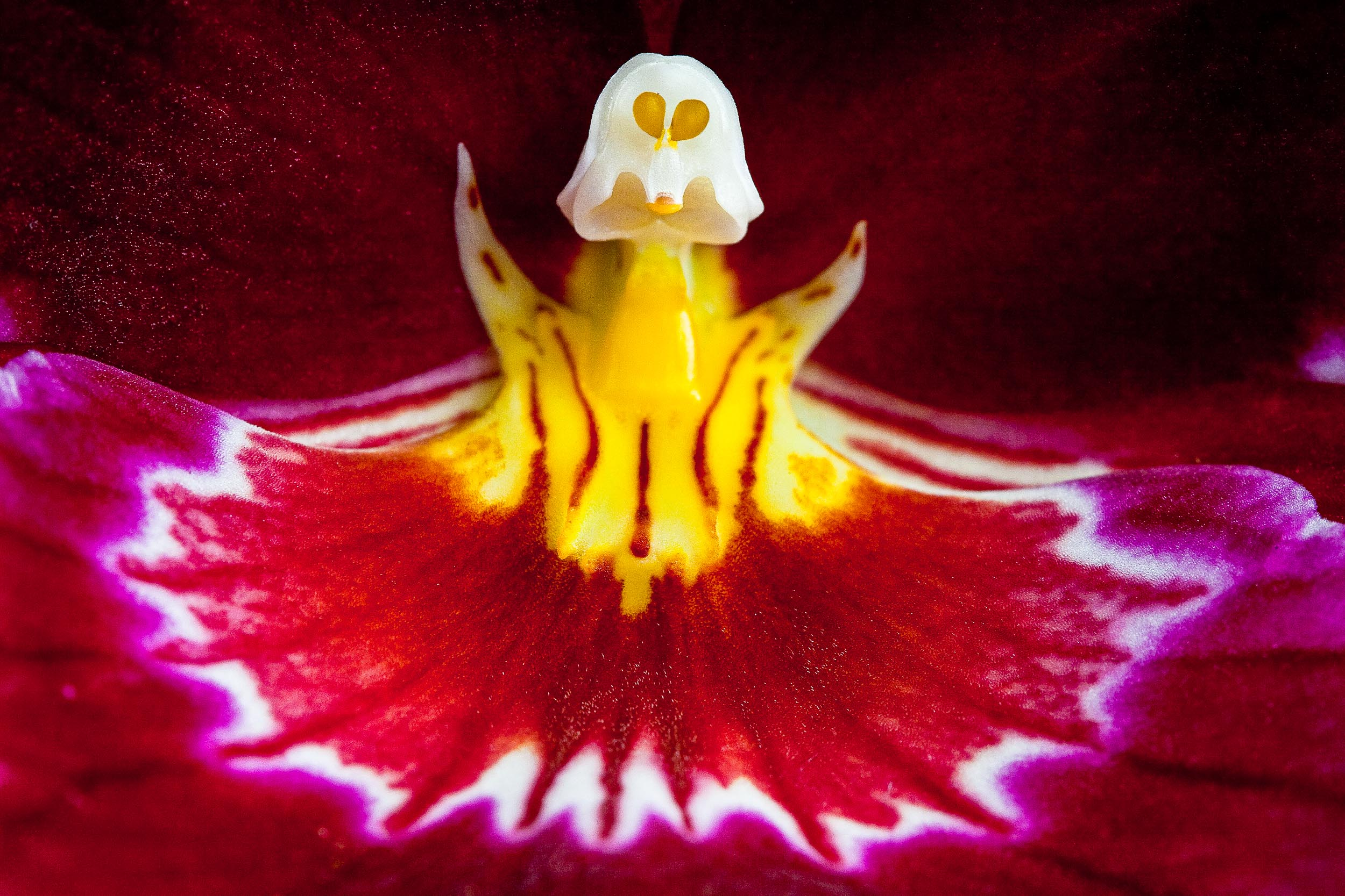 Barbara Alper- Macro Photo of Miltoniopsis, Pansy Orchid at NYBG Orchid Show, Bronx