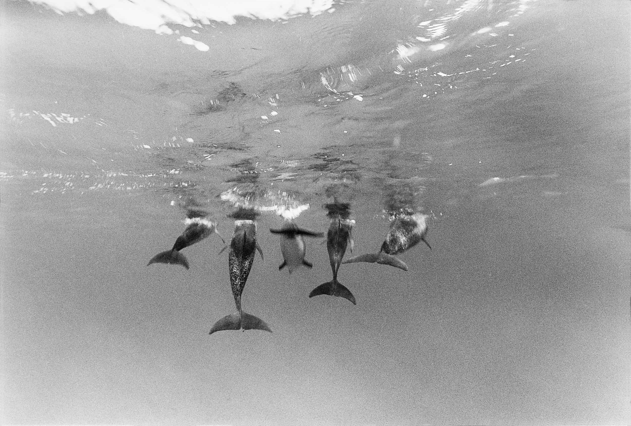 Barbara Alper- Photo of five dolphin tails swimming away in the Bahamas