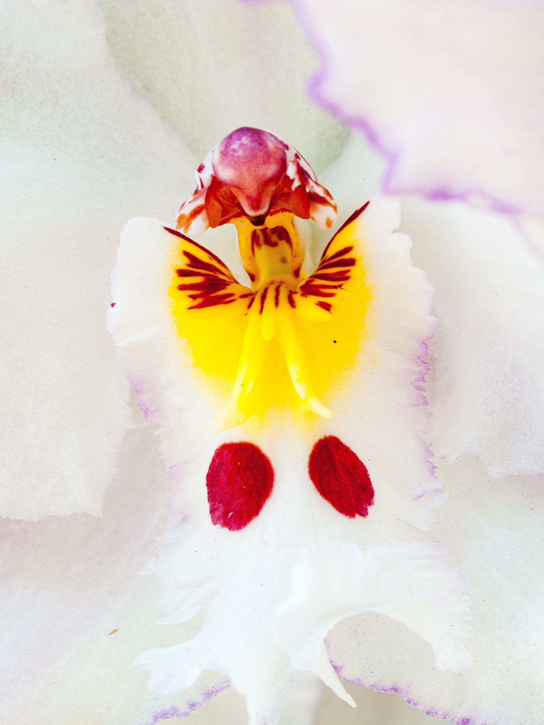 Barbara Alper- Macro Photo of American moth orchid at NYBG Orchid Show, Bronx