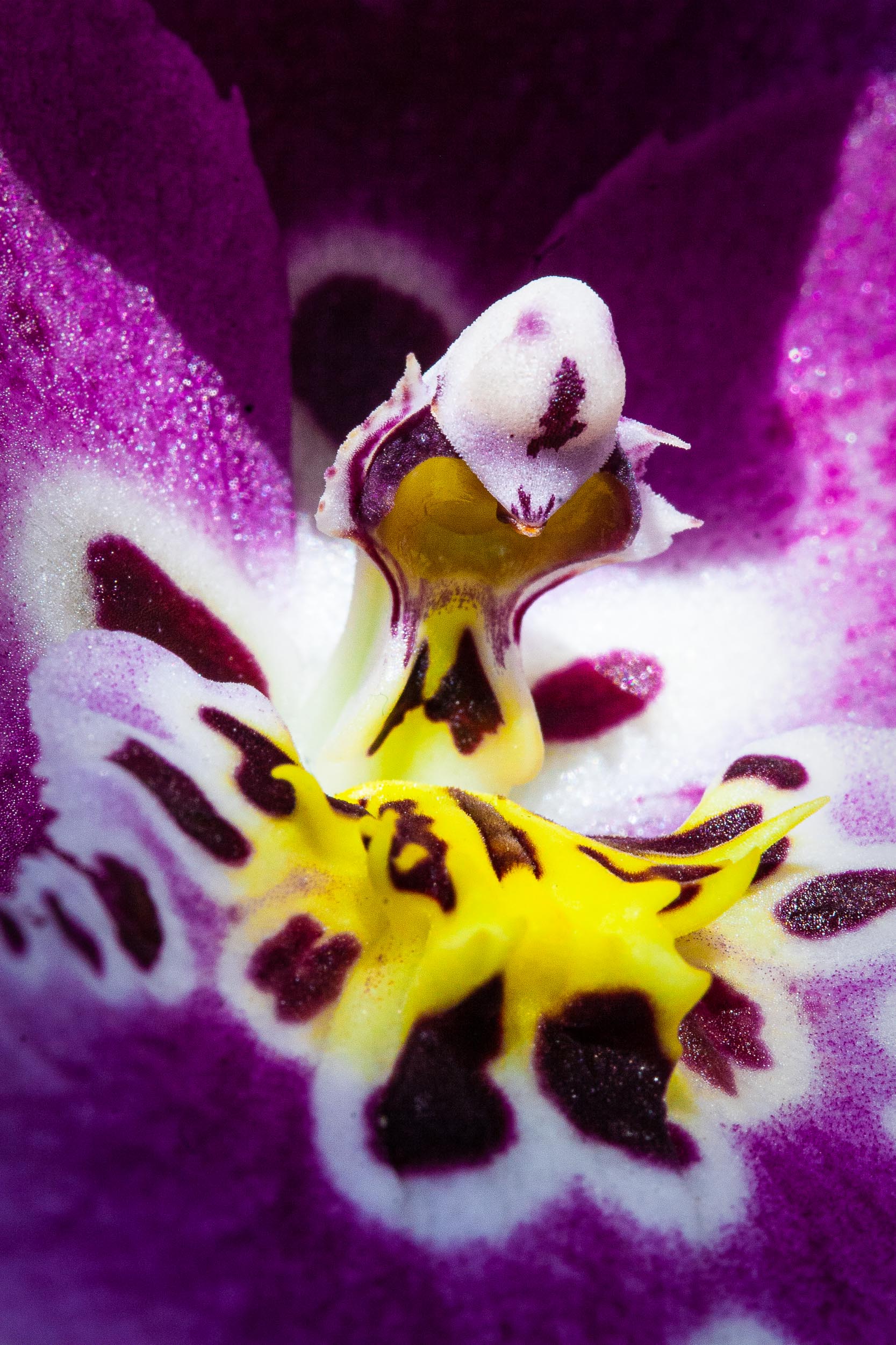 Barbara Alper- Macro Photo of Beallara "Diana Dunne 
