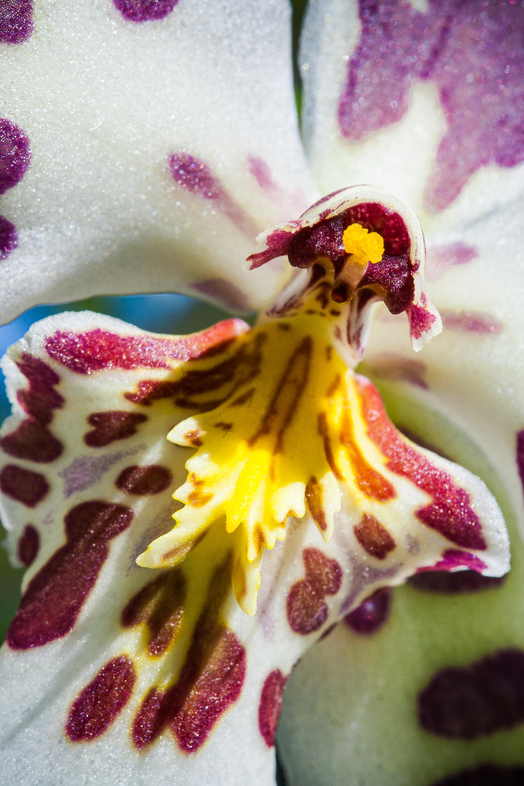 Barbara Alper- Macro Photo of Beallara, Purple Haze 