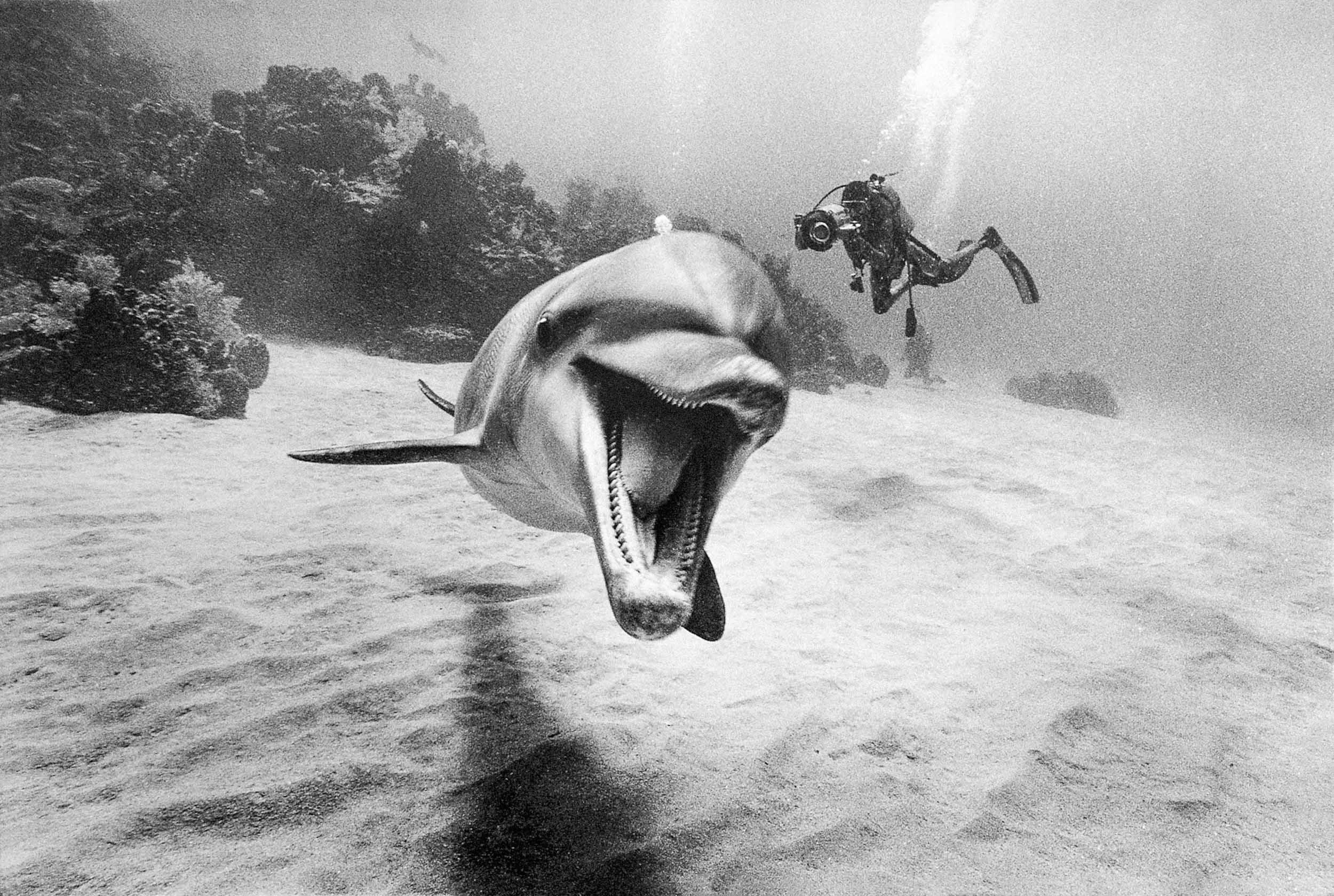 Barbara Alper- Photo of Dolphin smiling with divers in Roatan Honduras