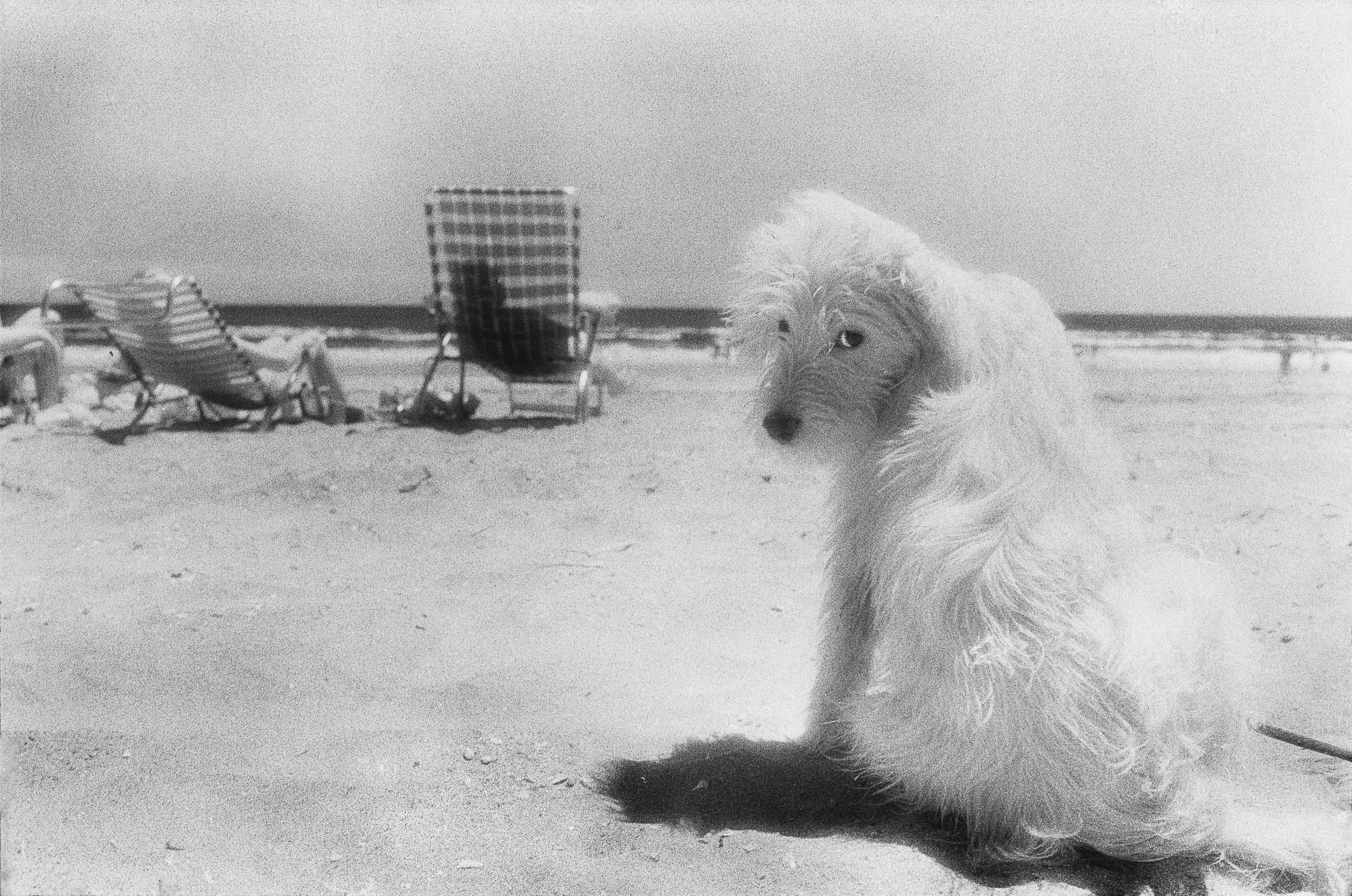 Barbara Alper- photo of a dog sitting in the sand facing camera at Rockaway Beach NYC