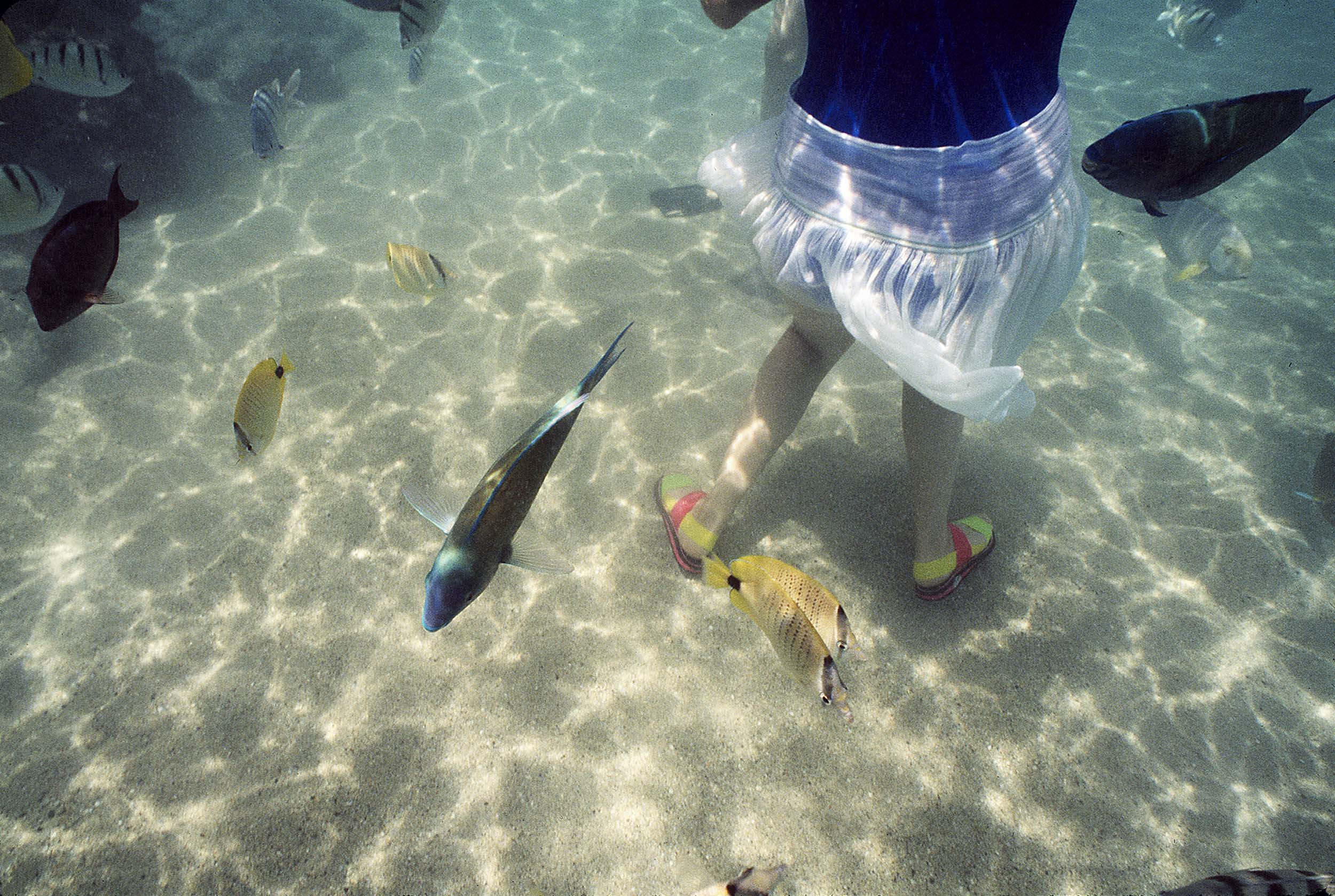 Barbara Alper- Photo of girl standing in the water with fish at Hanauma Bay, Oahu Hawaii