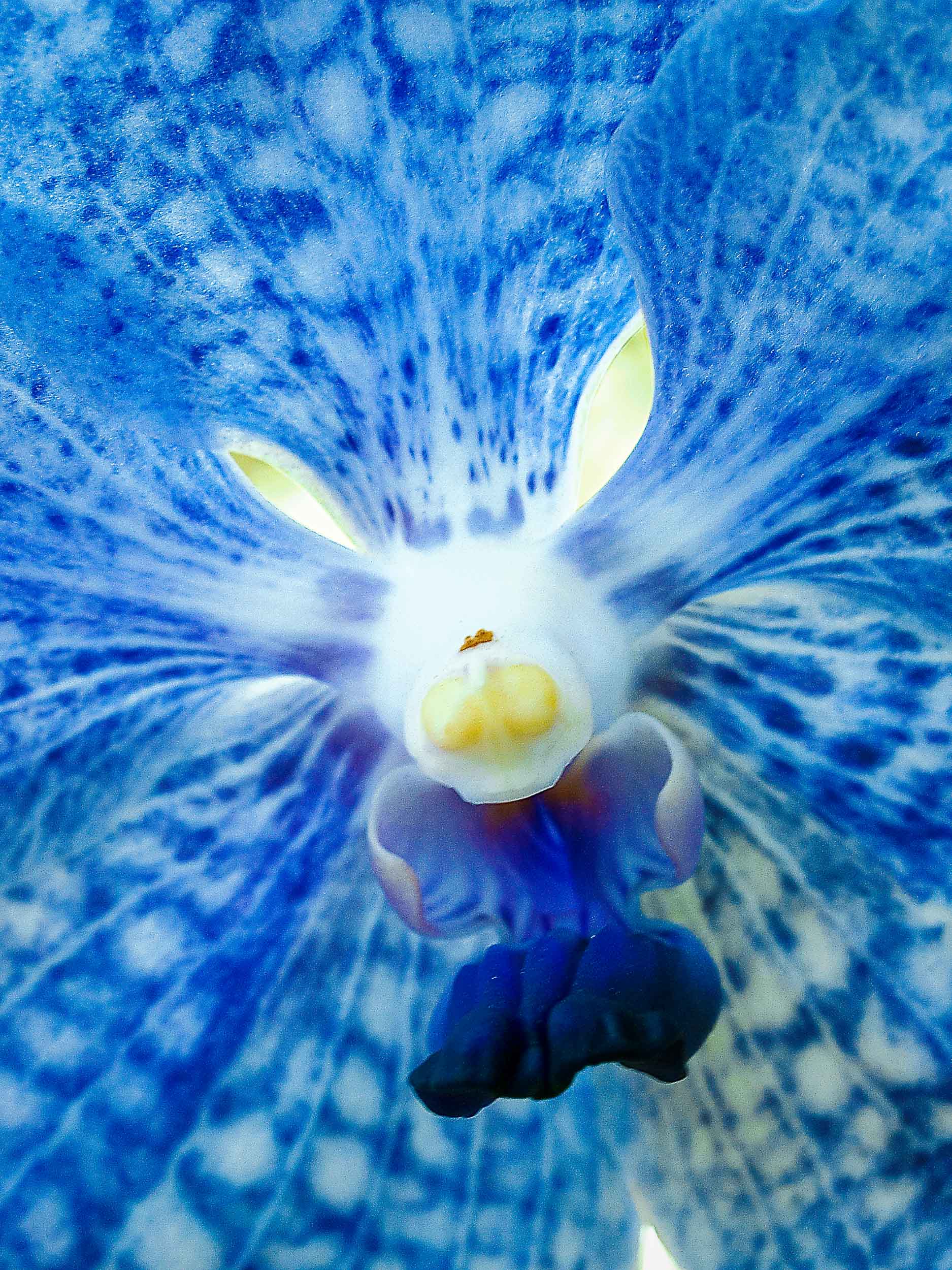 Barbara Alper- Macro Photo of blue Orchid at NYBG Orchid Show, Bronx