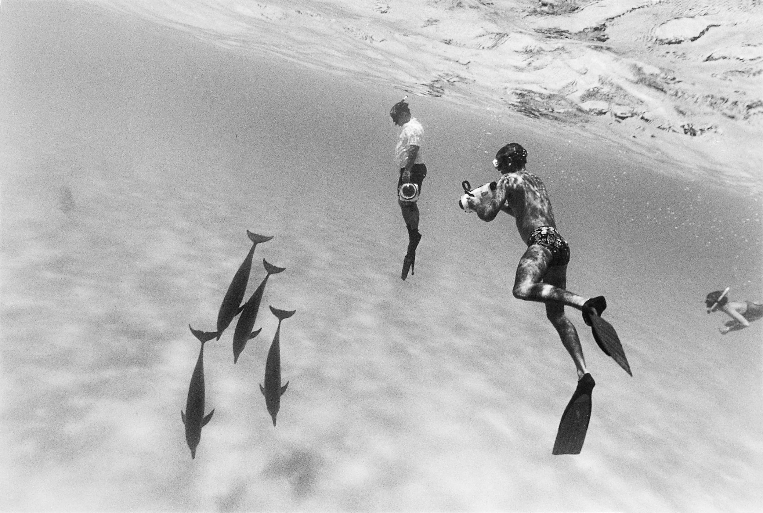 Barbara Alper- Photo of people swimming with Dolphins in the Bahamas