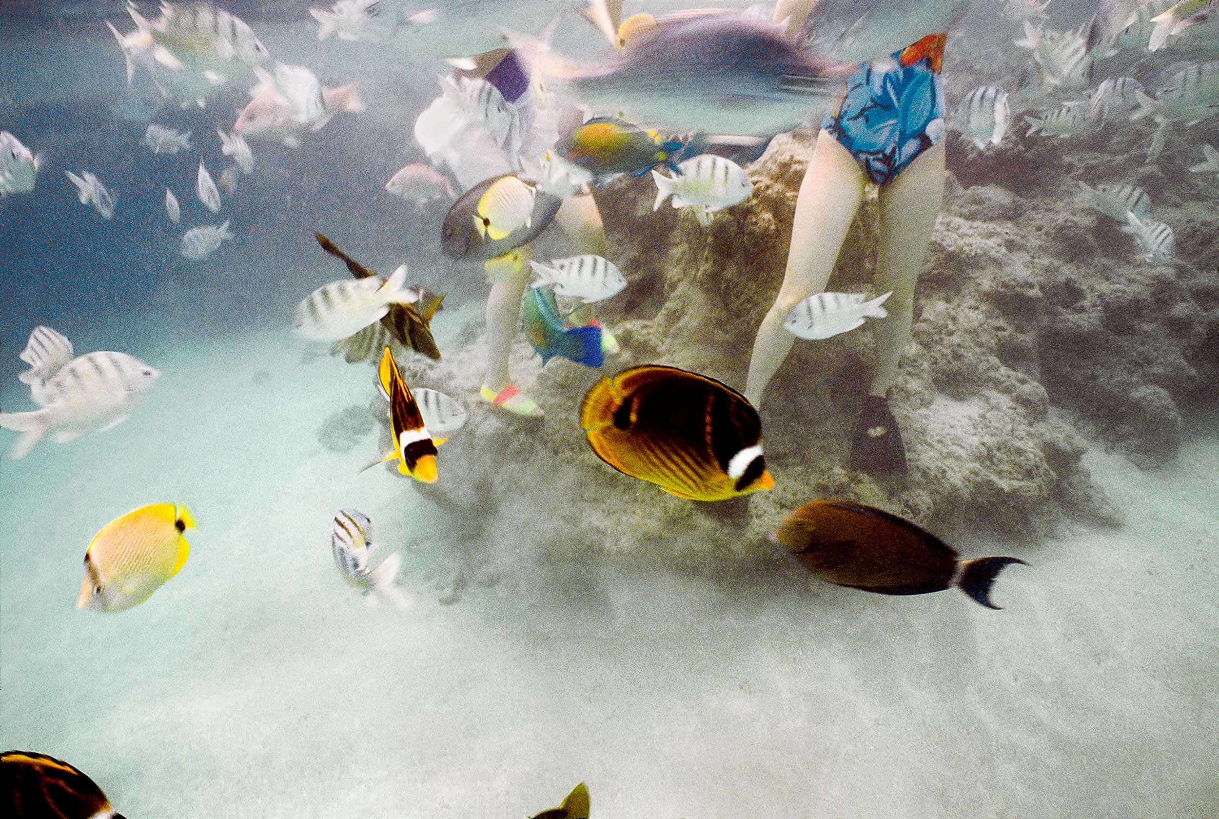 Barbara Alper- Photo of fish swimming around people at Hanauma Bay, Oahu Hawaii