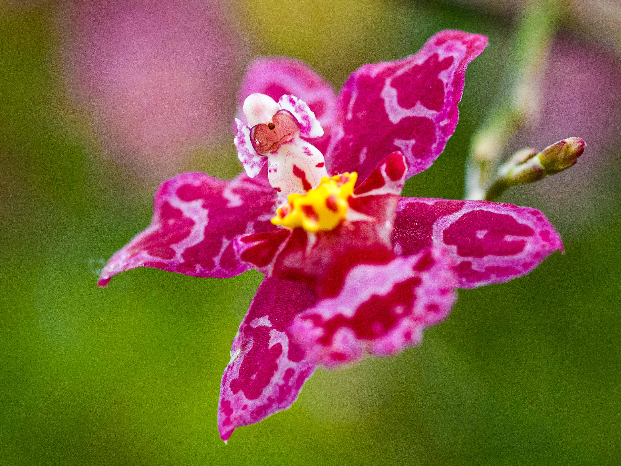 Barbara Alper- Macro Photo of pink and red orchid at NYBG Orchid Show, Bronx