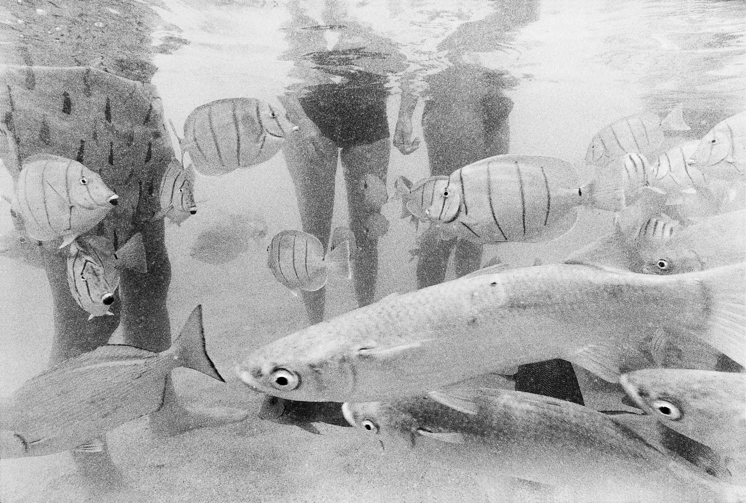 Barbara Alper- photo of big fish swimming with people watching at Hanauma Bay, Oahu Hawaii