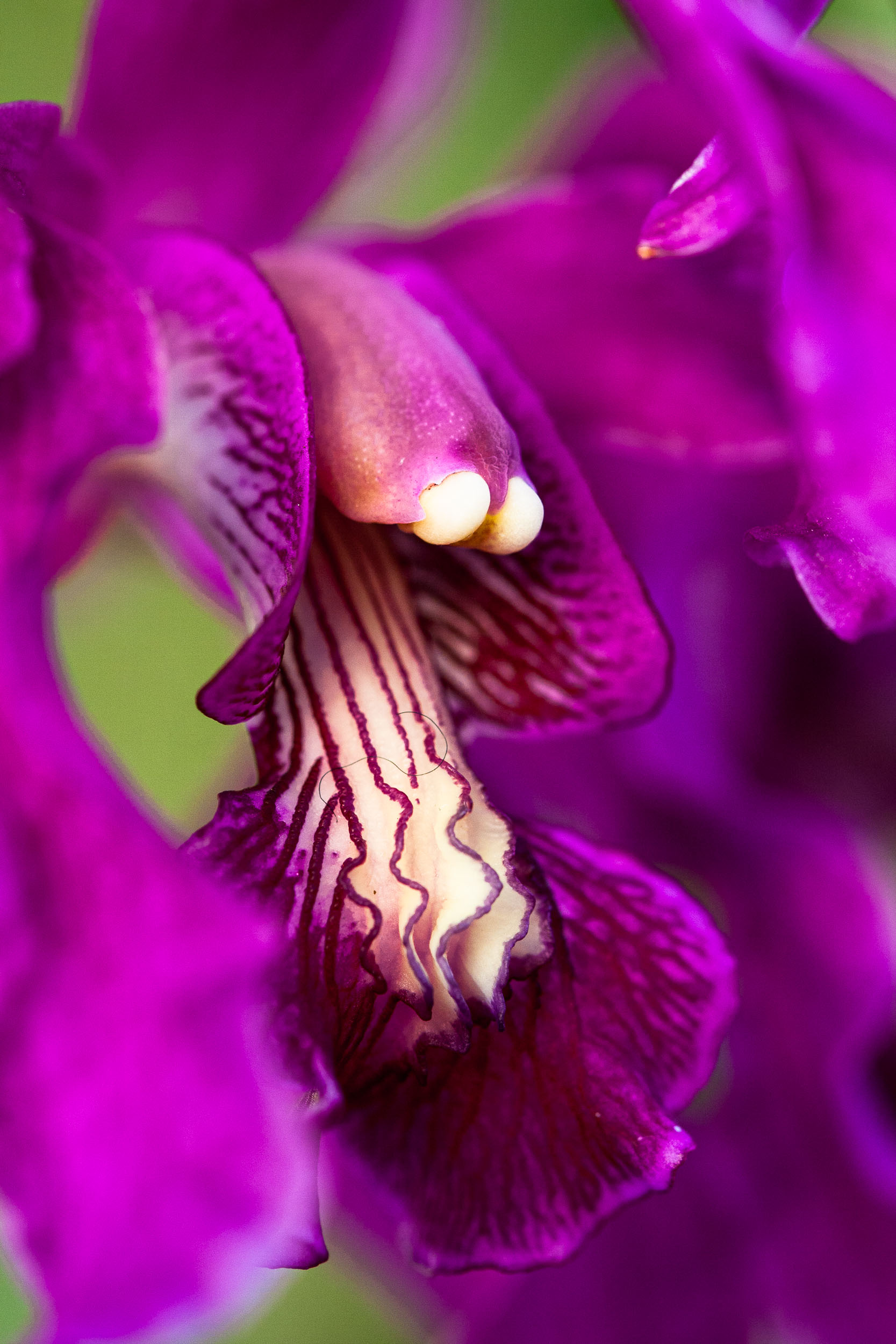 Barbara Alper- Macro Photo of Schomburgkia Superbiens Orchid at NYBG Orchid Show, Bronx