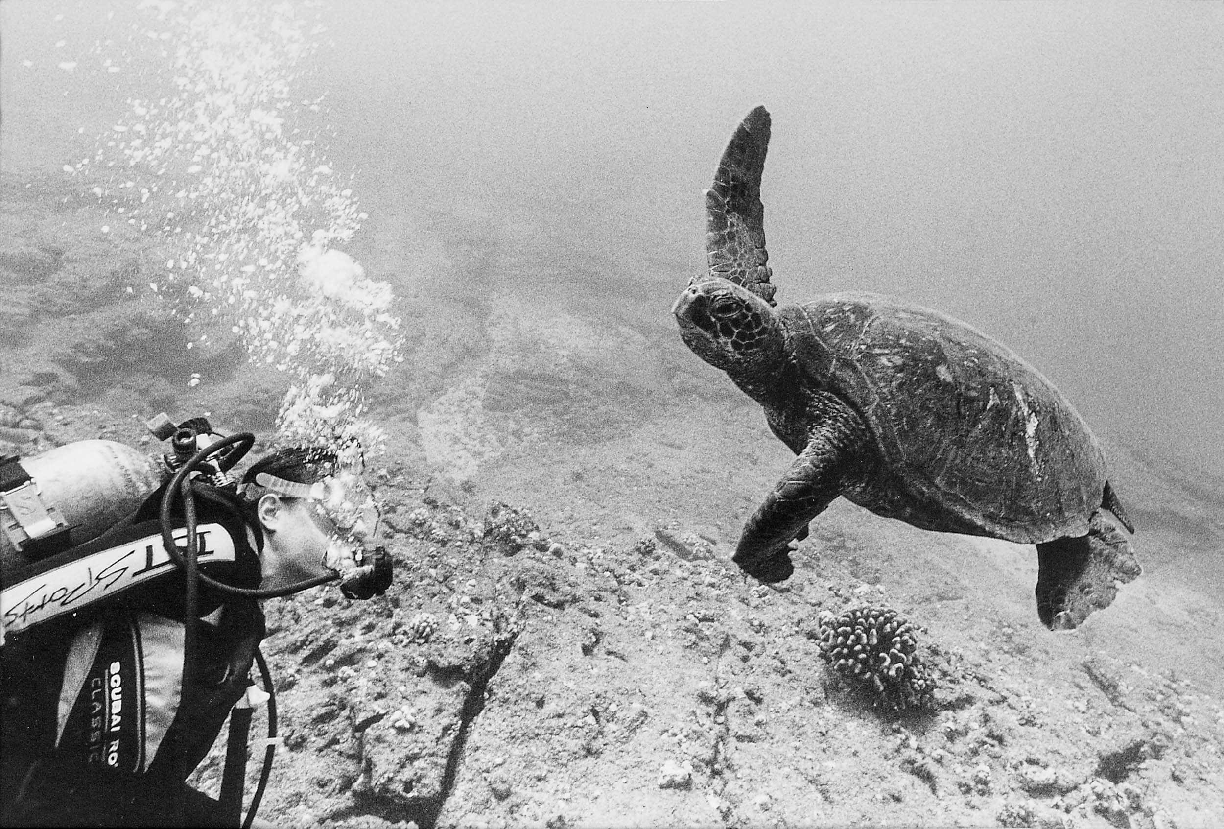 Barbara Alper- Photo of scuba diver and a sea turtle in Hawaii