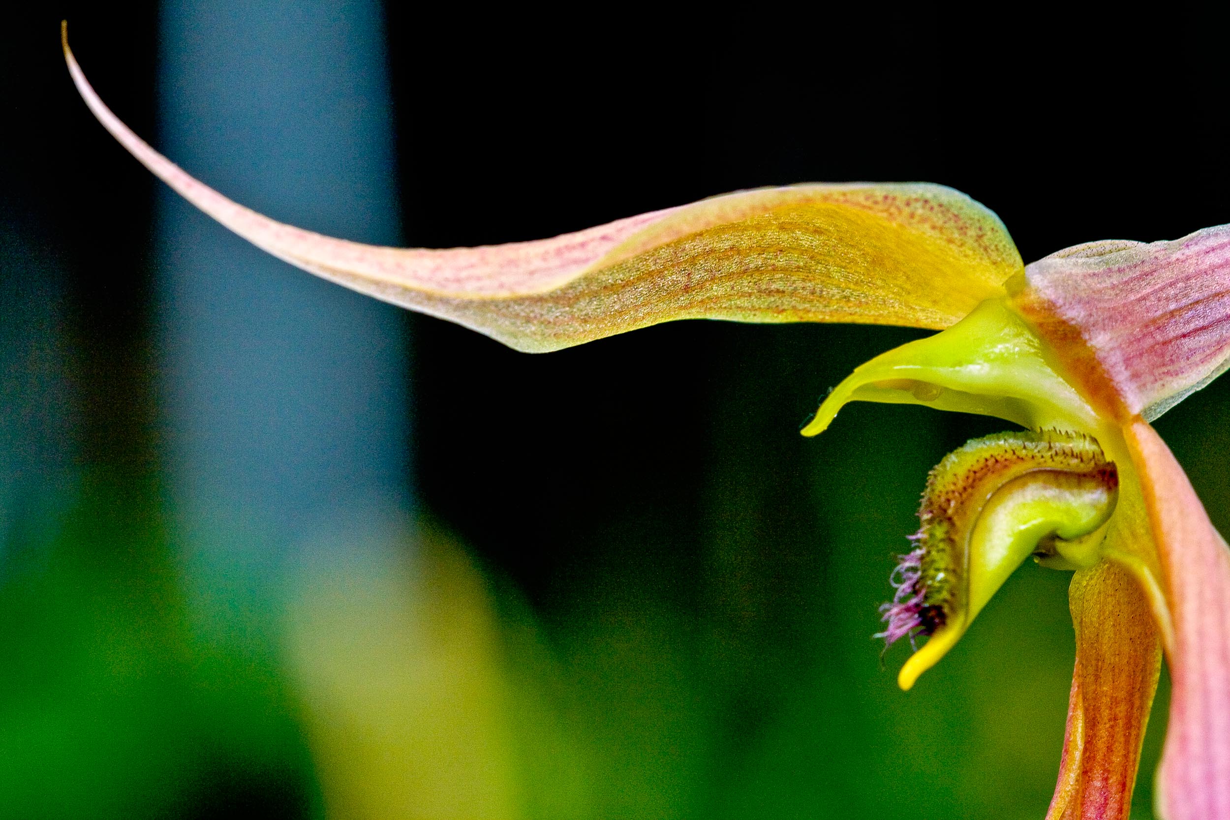 Barbara Alper- Macro Photo of Bulbophyllum Suluwesii "Pololei" Orchid in Maui, Hawaii