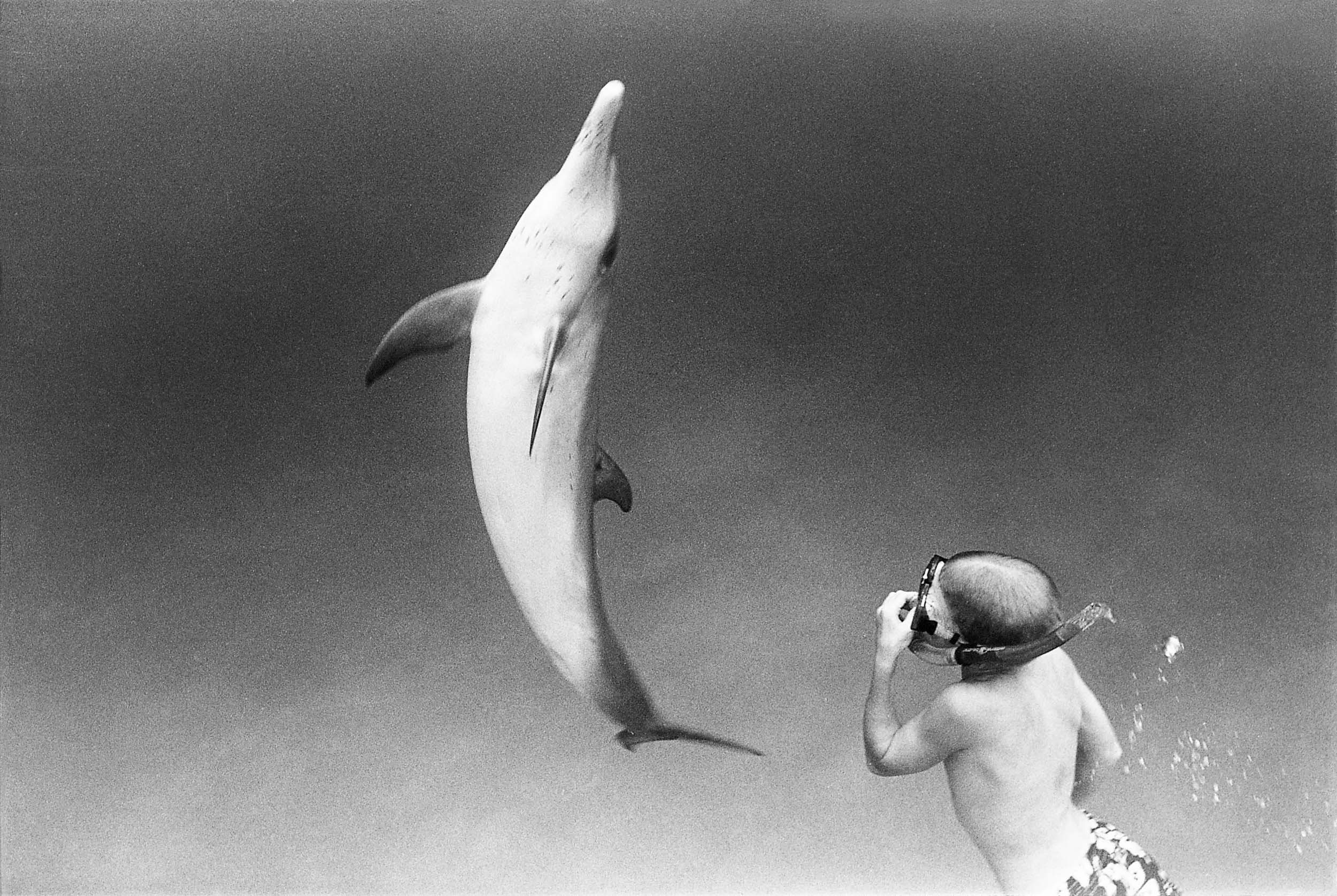 Barbara Alper- Photo of a boy and a dolphin swimming in the Bahamas
