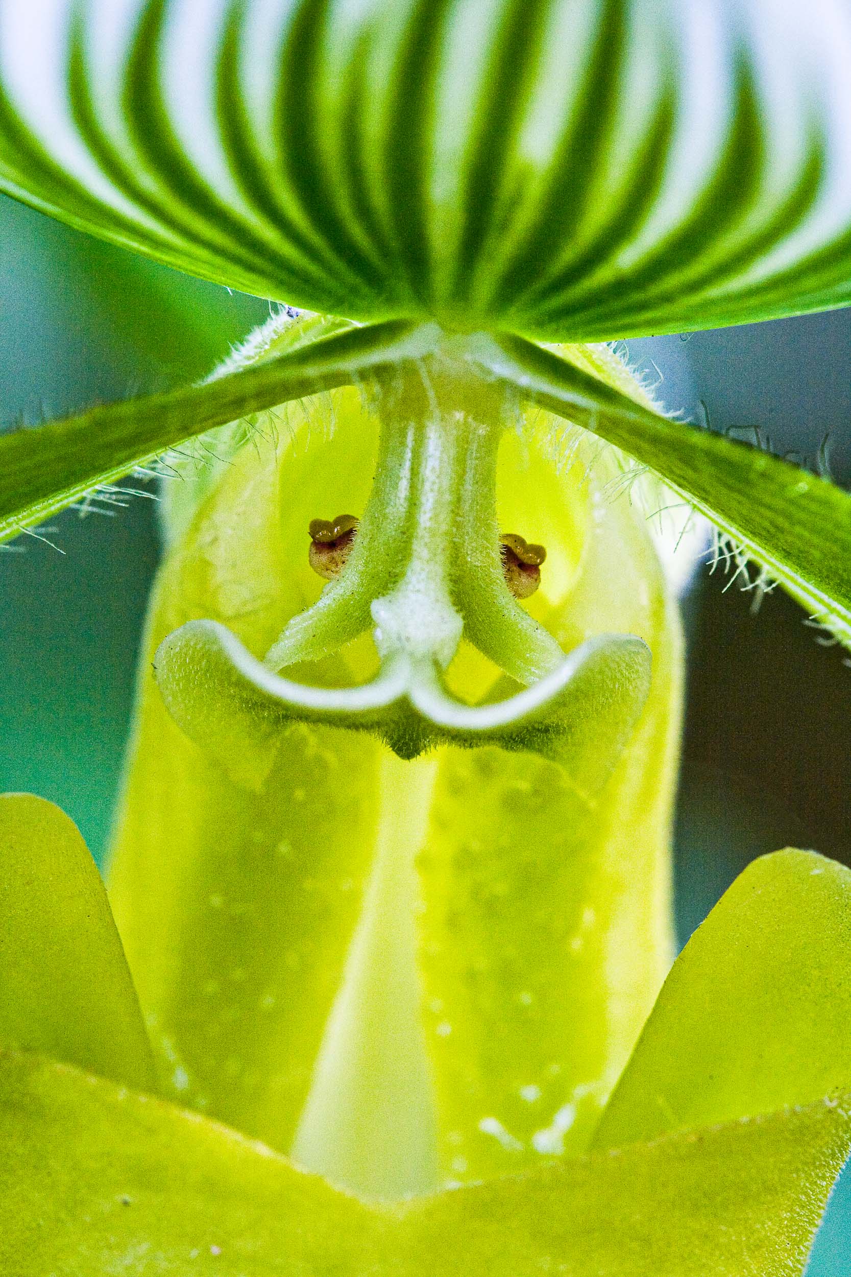 Barbara Alper- Macro Photo of Paphiopedilum Hsinying Almachi slipper orchid at NYBG Orchid Show, Bronx